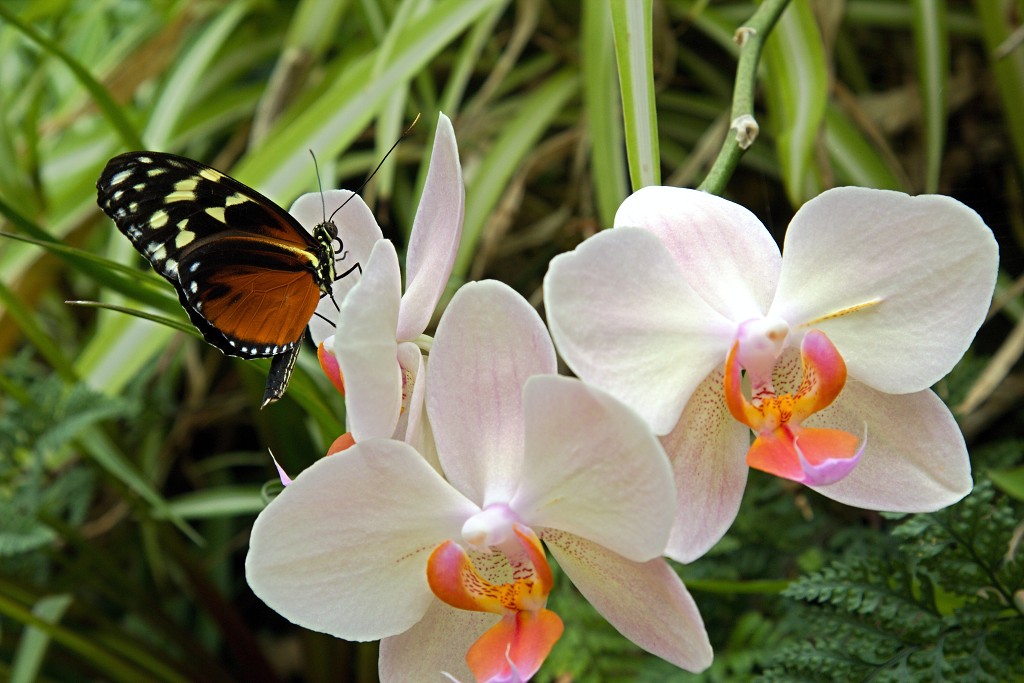 vlinder vlinders hdr insect insecten nederland uitheems Lepidoptera rups rupsen vlindertuin natuur